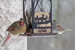 Cardinal-&-Sparrow