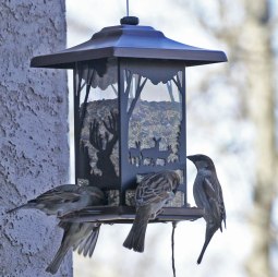 Sparrows-aplenty